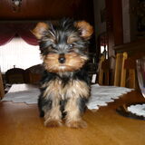 Kizzy 3 maand jong