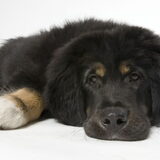 Norbu, onze reu als pup van 4 maanden.
