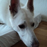 Melancholiek