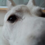 Eye see