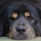 Norbu onze reu.