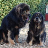 Kaya en Chang-Chup in Frankrijk
