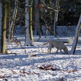 speurhond...;)