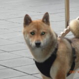 dit is mijn lieve shiba inu tikolina
