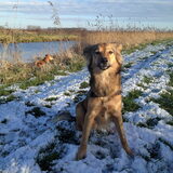 Kiwi in de sneeuw