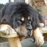 Oh, wat is het leven soms zwaar voor Kaya ;-)