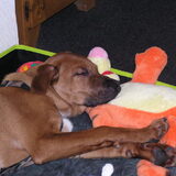 Ten's eerste dag bij ons.(16wkn.oud)