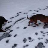 Foto van Daisy, Diva & Lady
