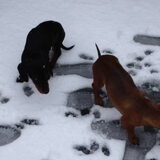 Foto van Daisy, Diva & Lady