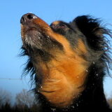 Foto van Petra,  *Lily Jane*   & Jip