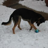 spelen in de sneeuw