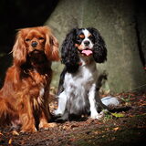Foto van Kell - Alice, Casper, Kobe & Timo