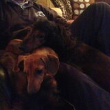 Diva samen met Zara en Nikky