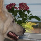 Foto van Hetty & Skipper