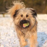 Foto van team Shadow
