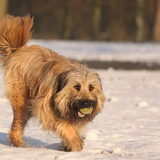 Foto van team Shadow