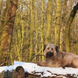 Foto van team Shadow