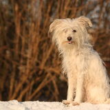 Foto van team Shadow