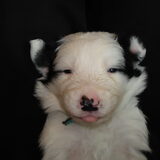 Bodhi, 3 weekjes oud. Z'n gezichtje is een beetje vies, want hij had…