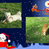 Foto van Sigrid, Sandy, Diva & Nala