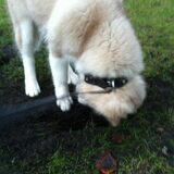 Misha's eerste putje