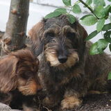 de dames samen