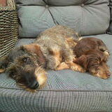 de dames samen
