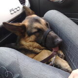 Chewy in de auto, nadat we op de haagse markt zijn geweest.