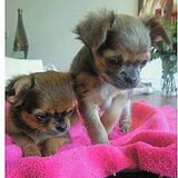dit is lady met haar broertje