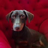 Lief Prinsesje