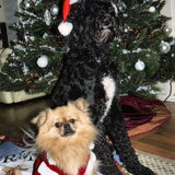 Kruimeltje en Buddy in kerstsfeer