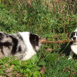 Foto van Puck & Fenrir