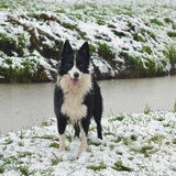 Foto van Puck & Fenrir