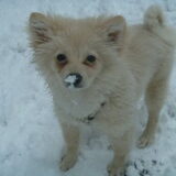 Sneeuw pret dec'12