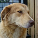 Dit is Damie onze eerste aidi.