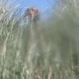 Foto van Lilly & Csoki