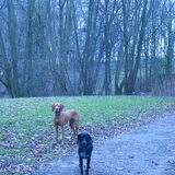 Csoki & Bella.