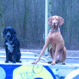 Bella & Csoki.