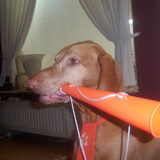 Csoki is voor Oranje!