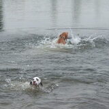 Foto van Lilly & Csoki