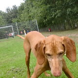 Foto van Lilly & Csoki
