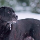 Rover Labrador retriever hier 10 jaar