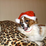 santa ozzy
