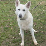 Cas (toen nog Max) in het asiel, de foto die op de site stond