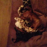 Foto van Daisy, Diva & Lady