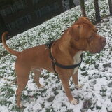 rocky in het sneeuw paar dagen geleden :)