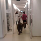 Bamse in de dierenkliniek Utrecht