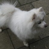 Mooie Kody