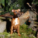 Foto van Quincy, Bailey & Nova