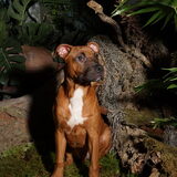 Foto van Quincy, Bailey & Nova